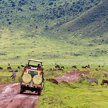 Safari Tours