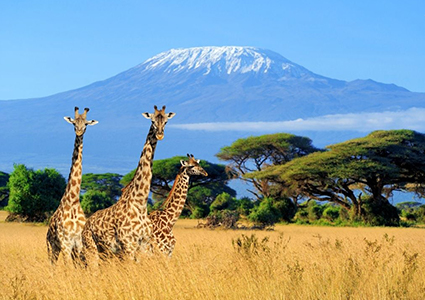 Mount Kilimanjaro Day Hike